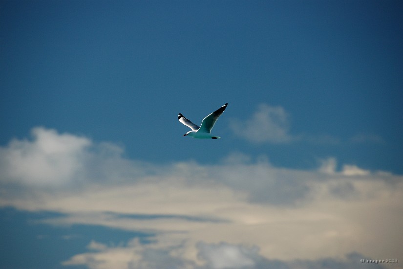 03.1- Mouette australienne aux bancs de l'ouest.JPG